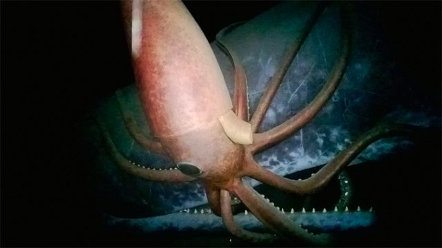 are giant squids extinct