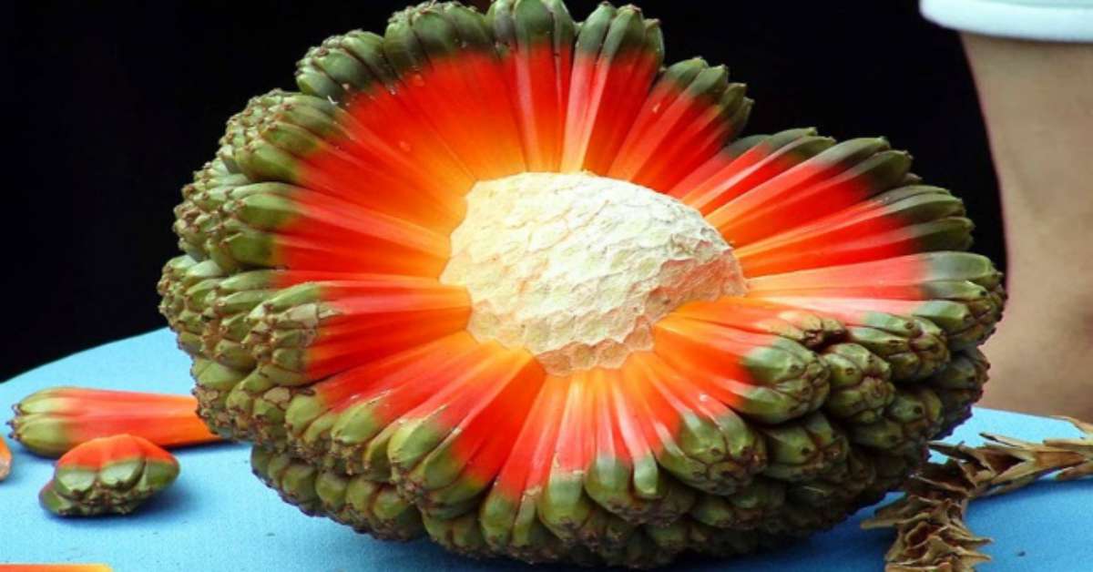 10 Rare Exotic Fruits That You Would Never See In Your Life
